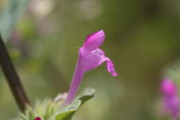 Image of common henbit