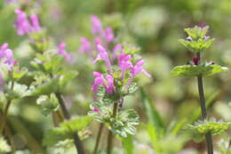 Image of common henbit