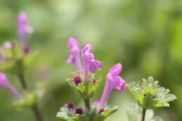 Image of common henbit