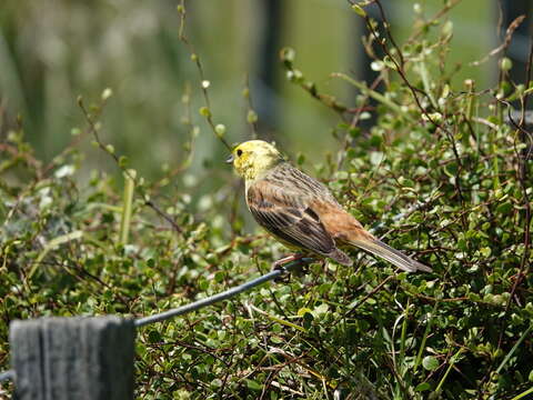 Sivun Emberiza citrinella caliginosa Clancey 1940 kuva