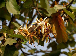 Image of Pterospermum acerifolium (L.) Willd.