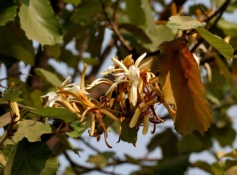 Image of Pterospermum acerifolium (L.) Willd.