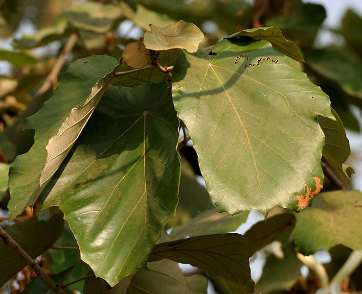 Image of Pterospermum acerifolium (L.) Willd.