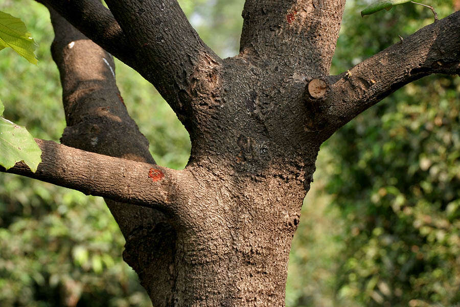 Image of Pterospermum acerifolium (L.) Willd.