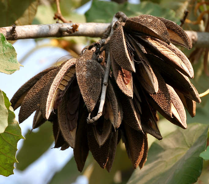 Image of Pterospermum acerifolium (L.) Willd.