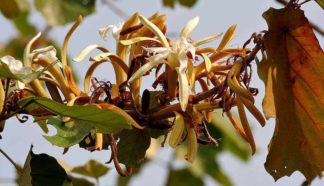 Image of Pterospermum acerifolium (L.) Willd.