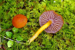 Sivun Hygrocybe purpureofolia (H. E. Bigelow) Courtec. 1989 kuva