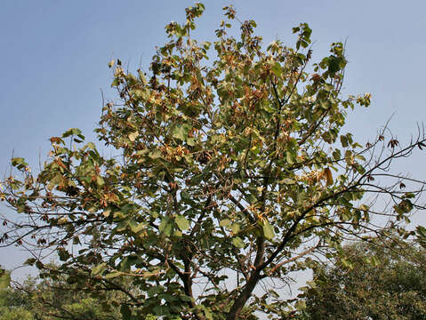 Image of Pterospermum acerifolium (L.) Willd.