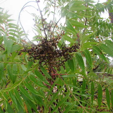 Image de Rhus lanceolata (Gray) Britt.