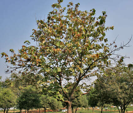 Image of Pterospermum acerifolium (L.) Willd.