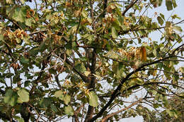 Image of Pterospermum acerifolium (L.) Willd.