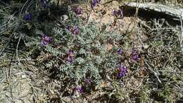 صورة Astragalus desperatus M. E. Jones