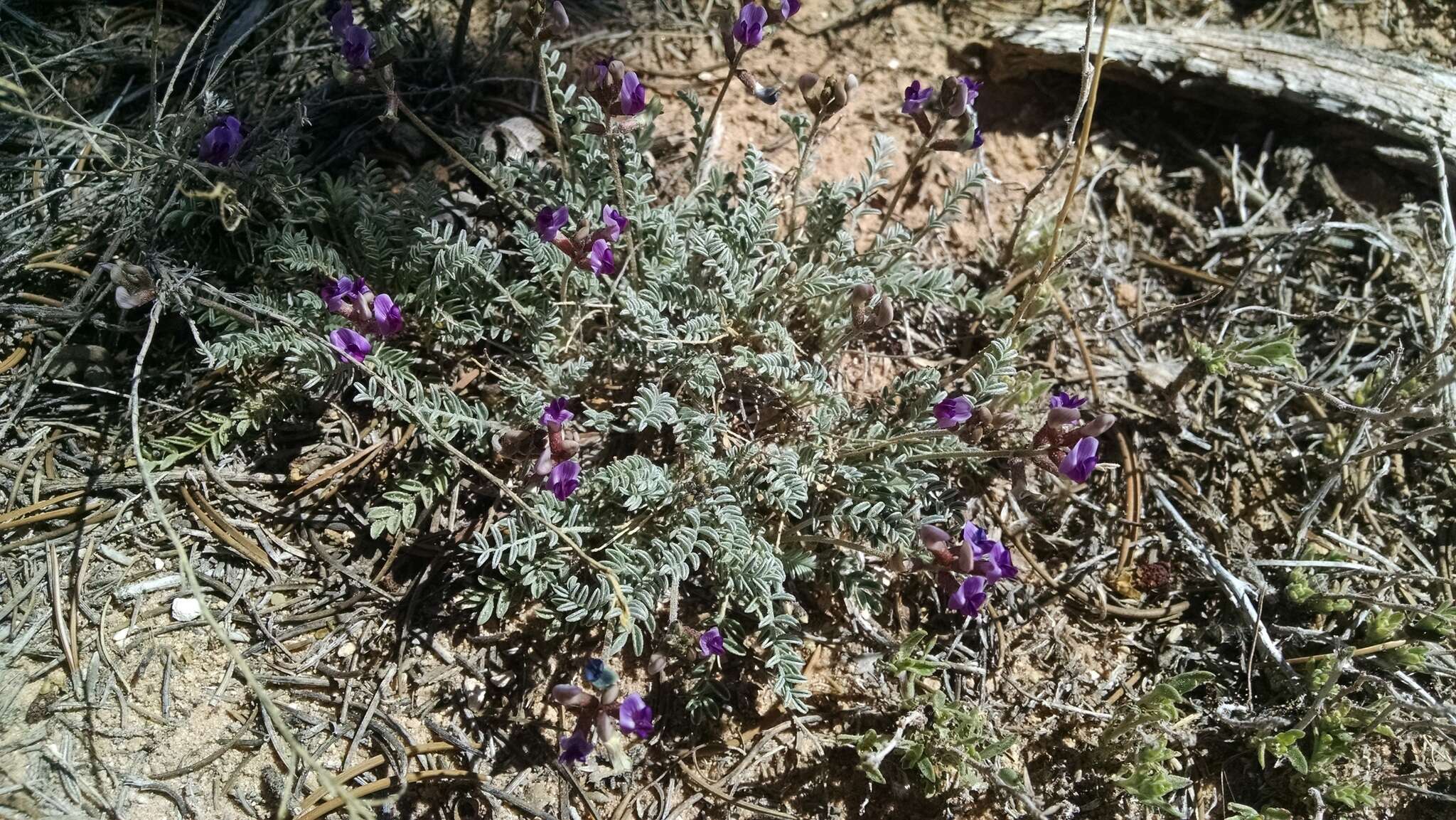 Image of rimrock milkvetch