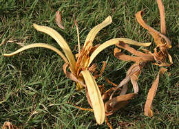 Image of Pterospermum acerifolium (L.) Willd.