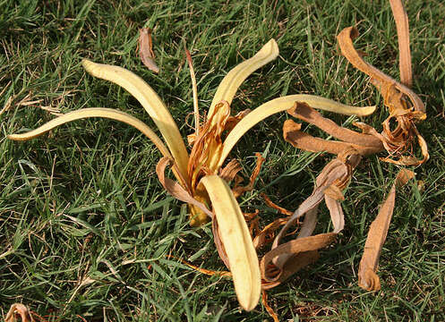 Image of Pterospermum acerifolium (L.) Willd.