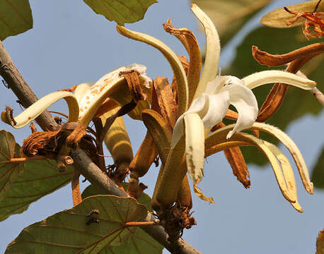 Image of Pterospermum acerifolium (L.) Willd.