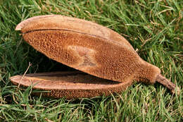 Image of Pterospermum acerifolium (L.) Willd.