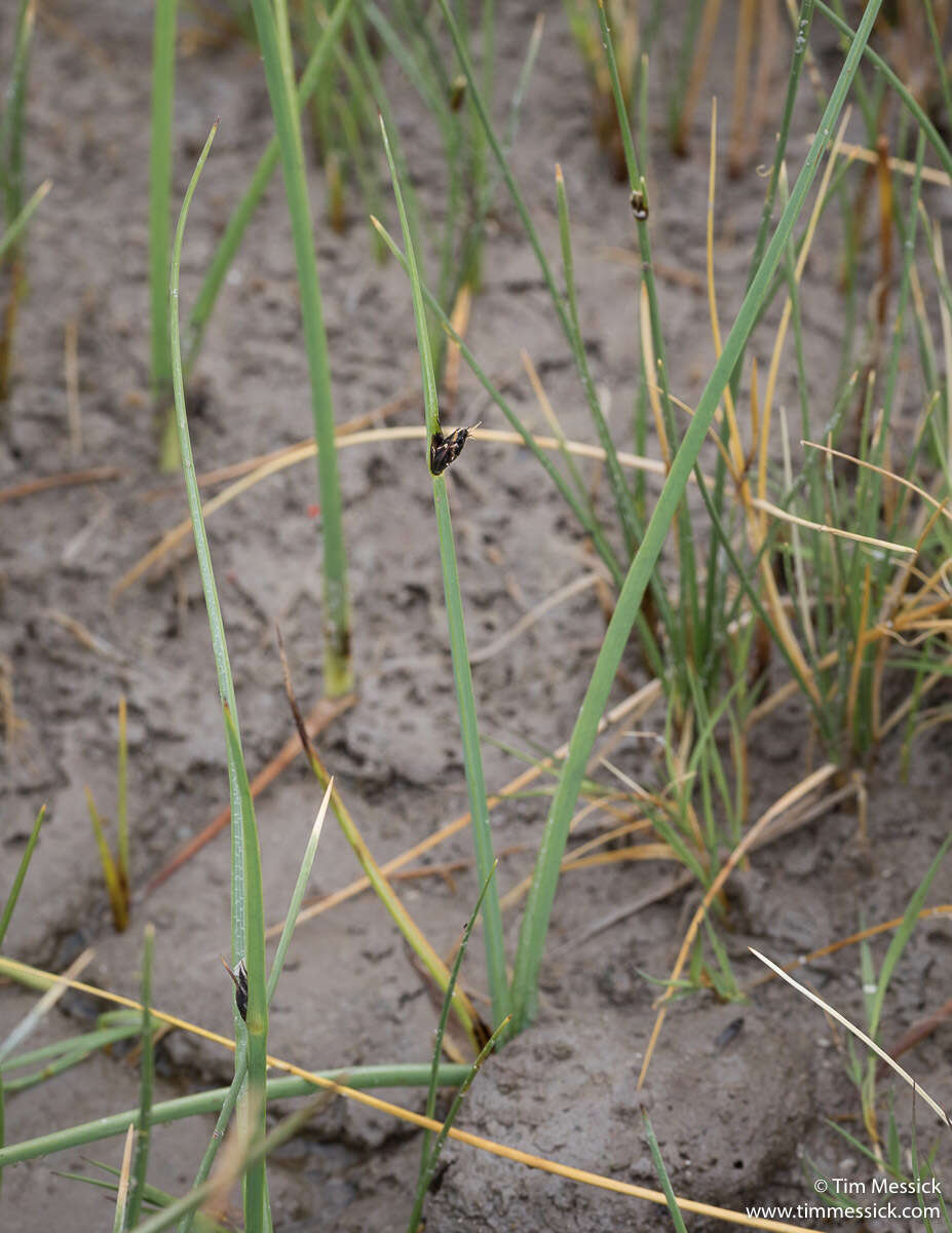 Слика од Schoenoplectus pungens var. longispicatus (Britton) S. G. Sm.