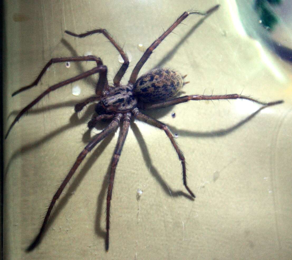 Image of Giant House Spider