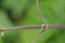 Image of Urtica dioica subsp. pubescens (Ledeb.) Domin