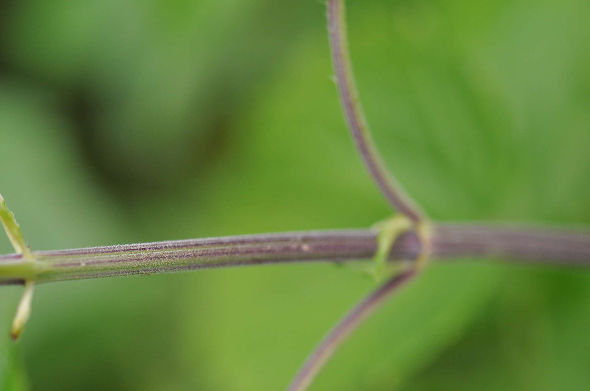 Image of Urtica dioica subsp. pubescens (Ledeb.) Domin