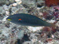 Image of Blue-lined wrasse