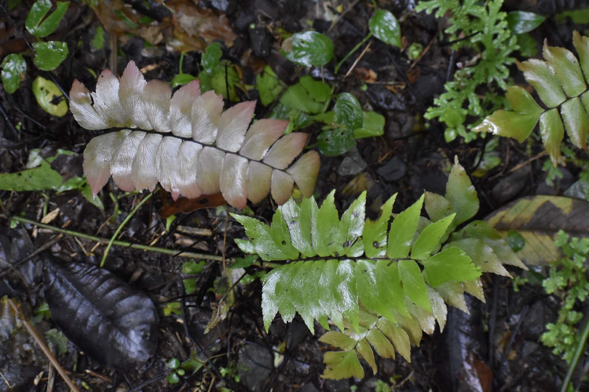 Adiantum petiolatum Desv.的圖片