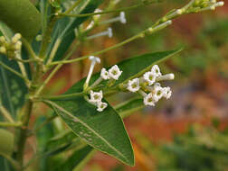 صورة Cestrum diurnum L.