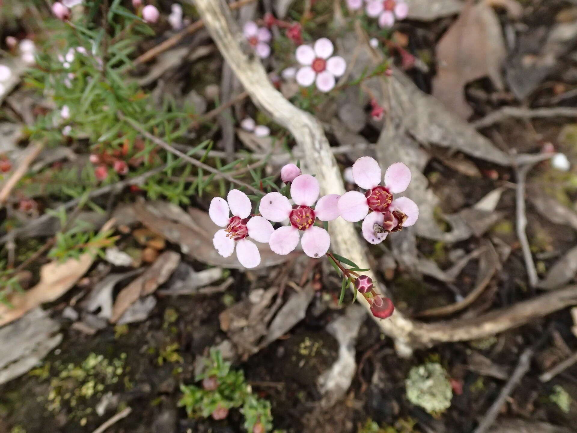 Imagem de Euryomyrtus ramosissima subsp. ramosissima