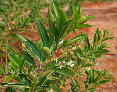 Image of Wild jasmine
