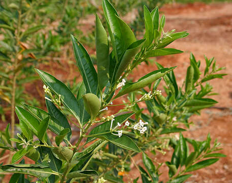 صورة Cestrum diurnum L.