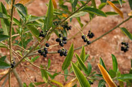 Image of Wild jasmine