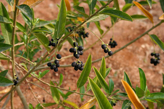 Plancia ëd Cestrum diurnum L.