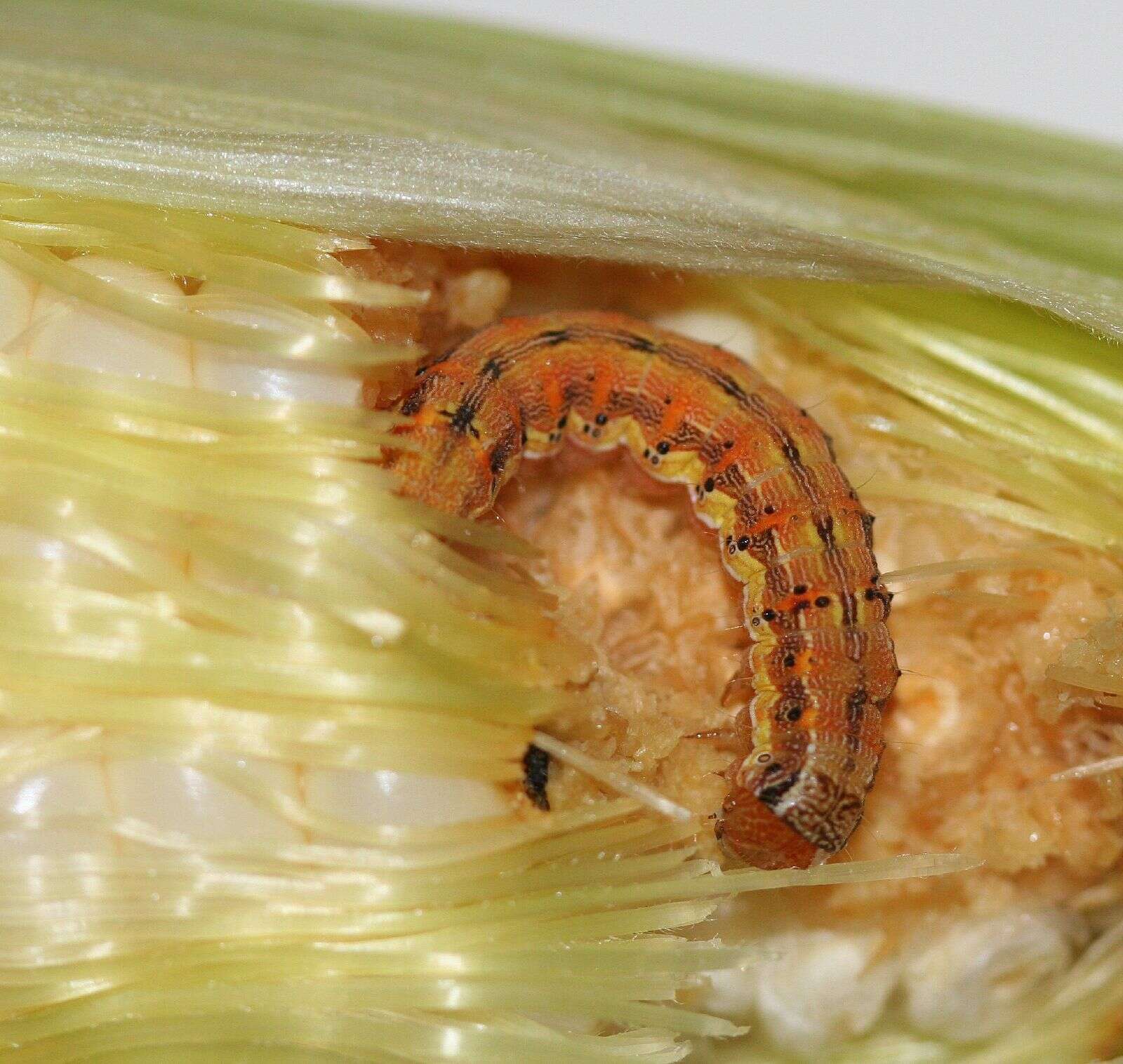 Image of Corn Earworm