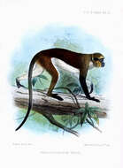 Plancia ëd Cercopithecus denti Thomas 1907