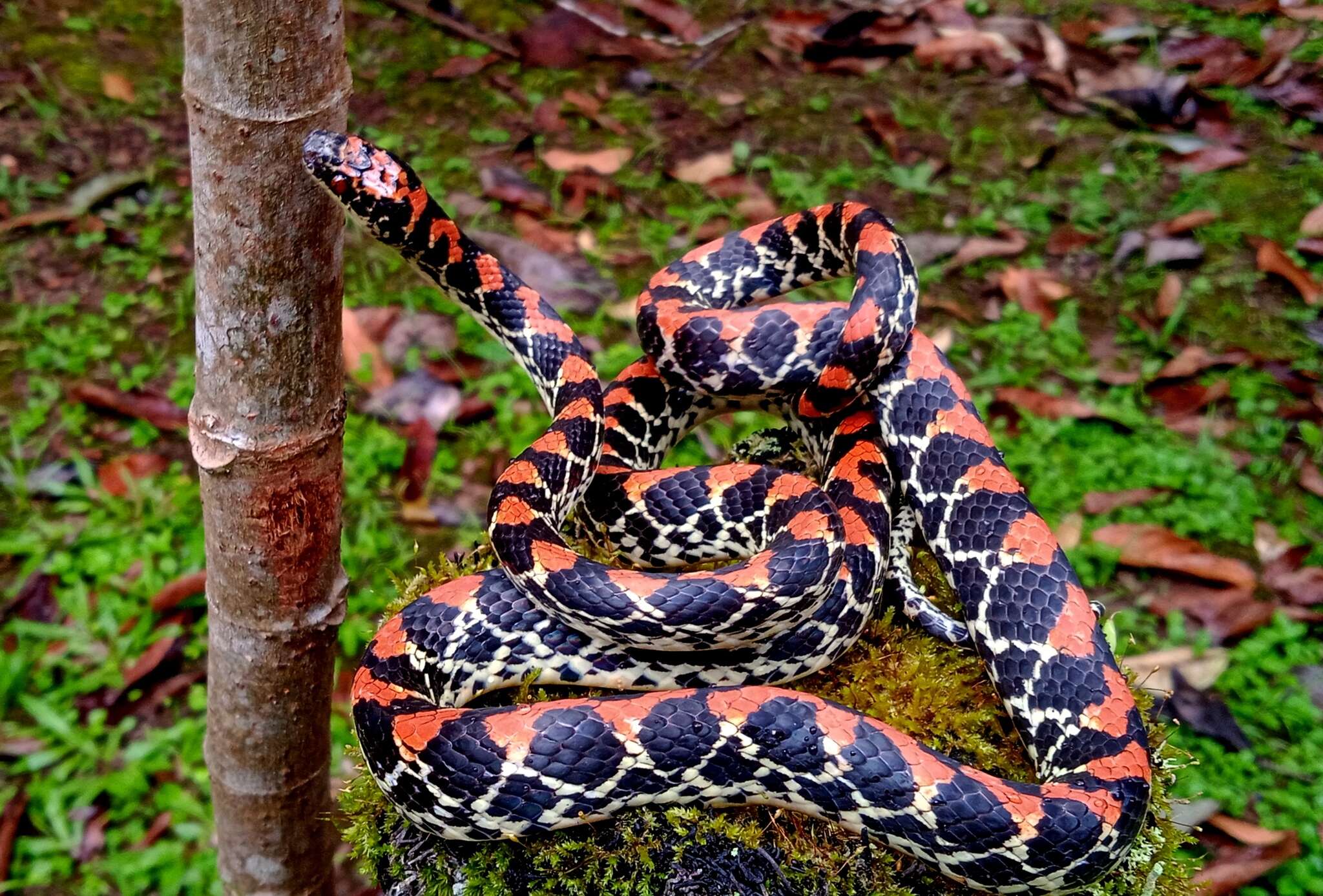 Image of Guanabara Spotted Night Snake