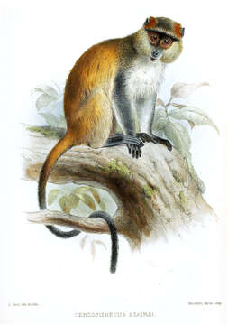 Слика од Cercopithecus mitis albogularis (Sykes 1831)