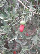 Image of cranberry gourd