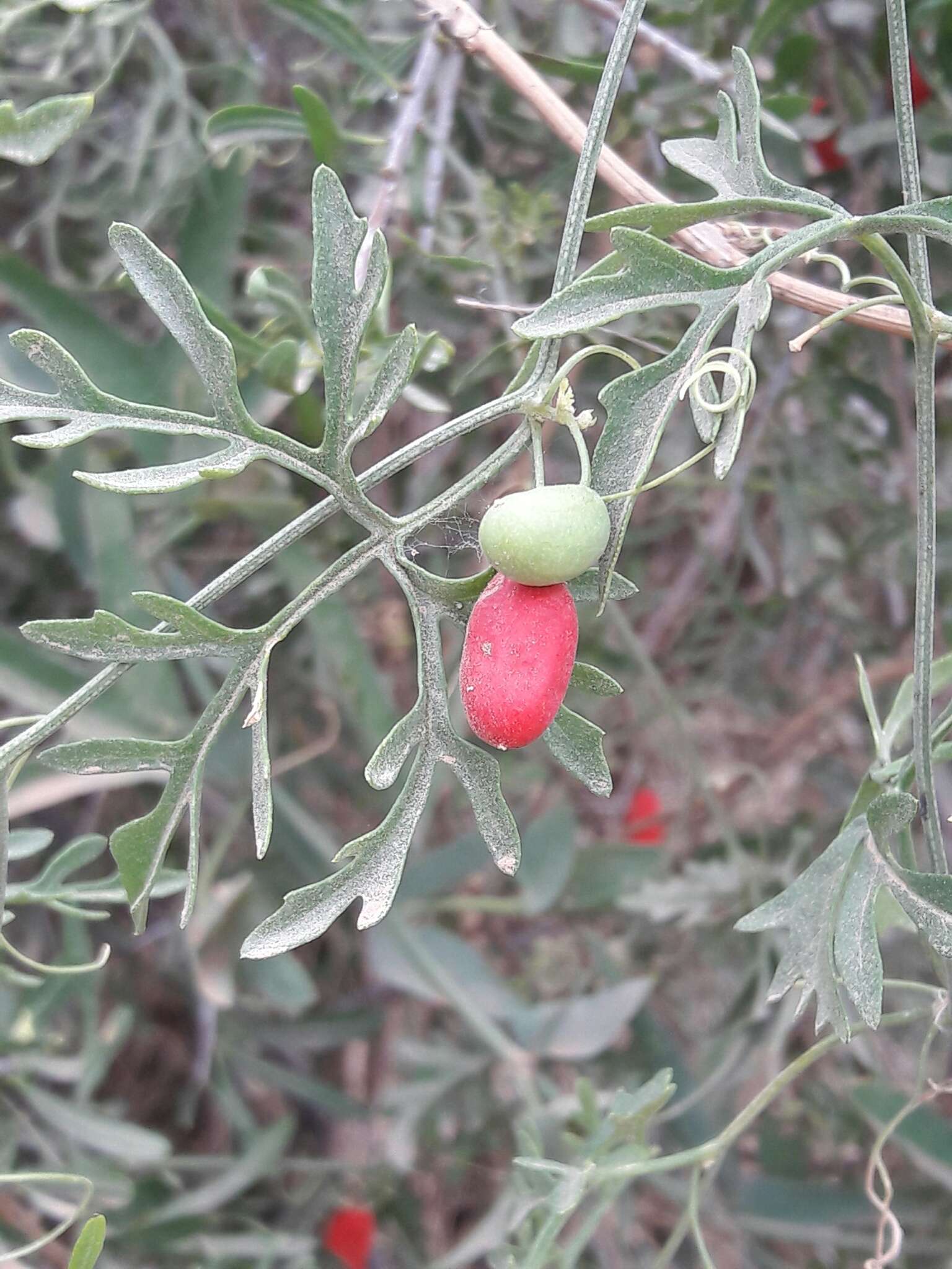 Image of Abobra tenuifolia (Gill.) Naud.