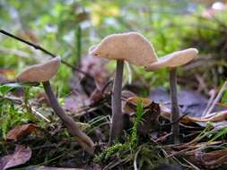 Image de Helvella macropus (Pers.) P. Karst. 1871