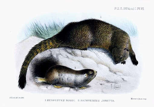 Plancia ëd Bathyergidae