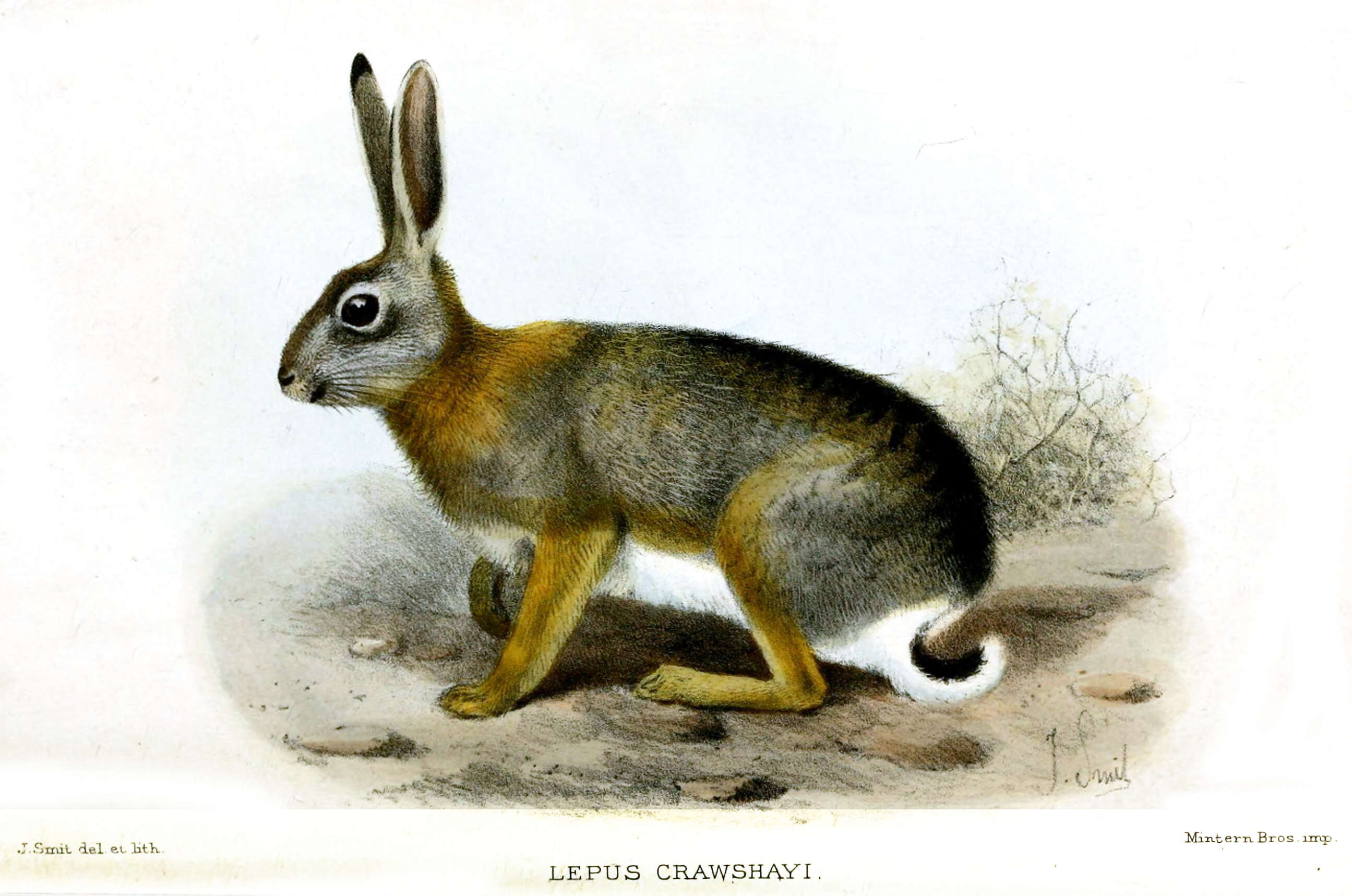 Image of rabbits and hares