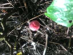 Image de Marasmius haematocephalus (Mont.) Fr. 1838