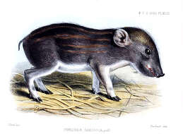 Sivun Porcula Hodgson 1847 kuva