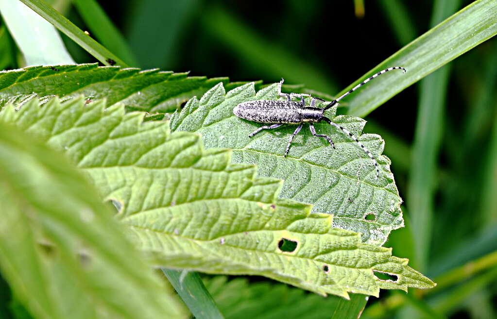 Image of Agapanthia (Epoptes) villosoviridescens (Degeer 1775)