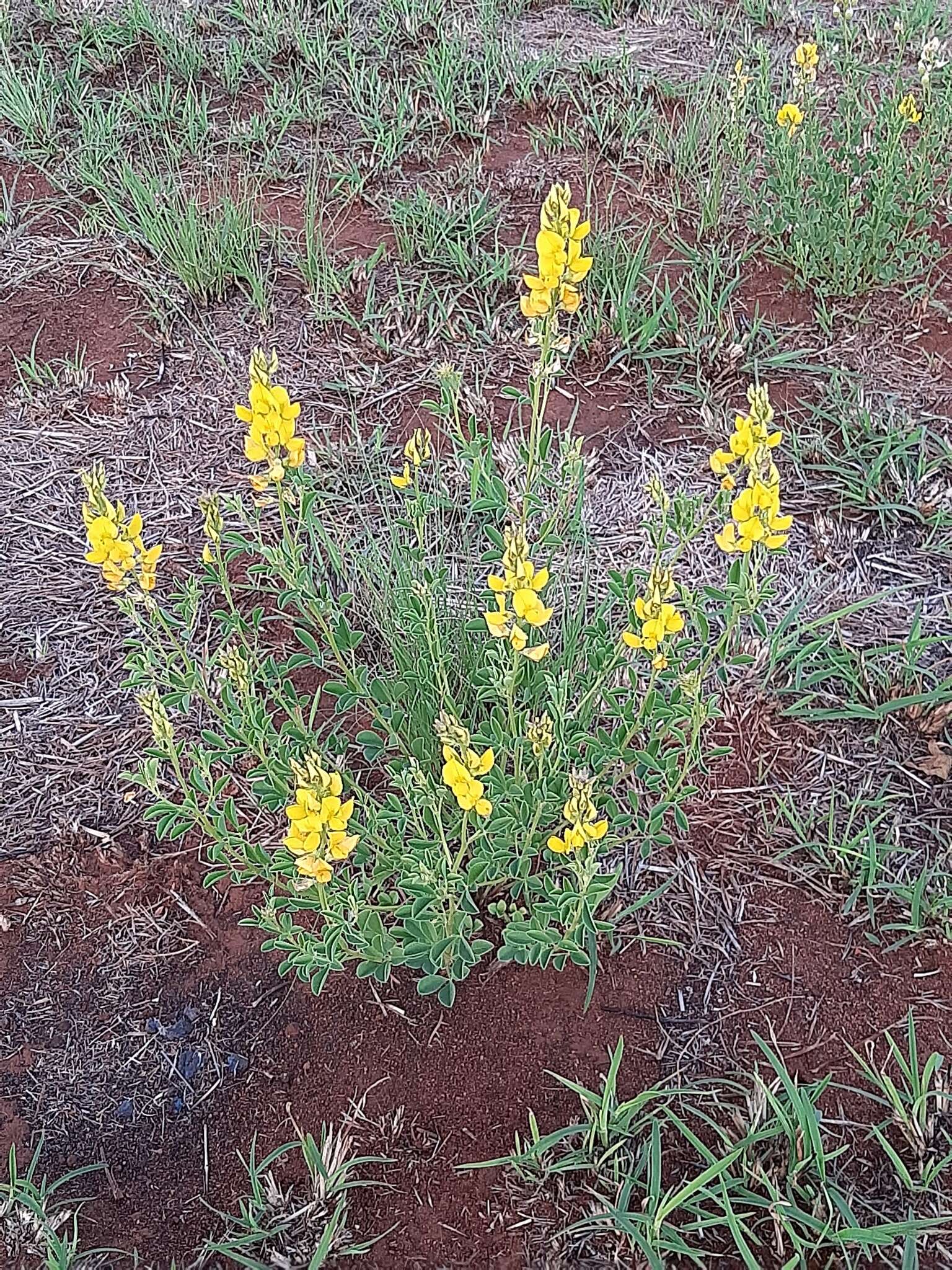 Image of Crotalaria magaliesbergensis