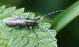 Image of Agapanthia (Epoptes) villosoviridescens (Degeer 1775)