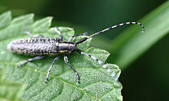 Image of Agapanthia (Epoptes) villosoviridescens (Degeer 1775)