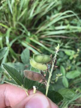 Слика од Rhynchosia tomentosa (L.) Hook. & Arn.