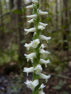 Image of Marsh lady's tresses